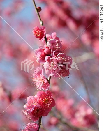 愛知県豊田市の平芝梅林公園の梅 95156003