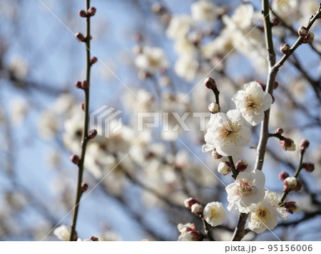愛知県豊田市の平芝梅林公園の梅 愛知県豊田市の平芝梅林公園の梅 95156006