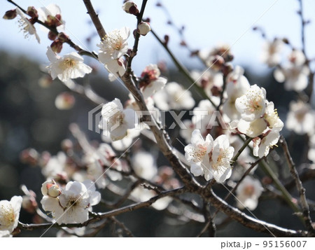 愛知県豊田市の平芝梅林公園の梅 愛知県豊田市の平芝梅林公園の梅 95156007