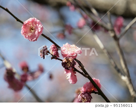 愛知県豊田市の平芝梅林公園の梅 愛知県豊田市の平芝梅林公園の梅 95156011