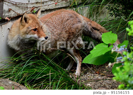 キツネ 95156155