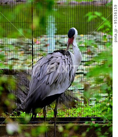 ホオカザリヅル 95156159