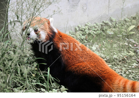 レッサーパンダ 95156164