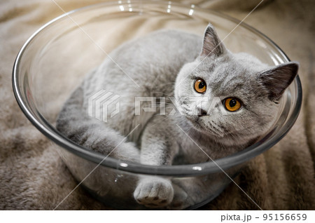 Gray British Shorthair cat lying in glass bowl Gray British Shorthair cat lying in glass bowl 95156659