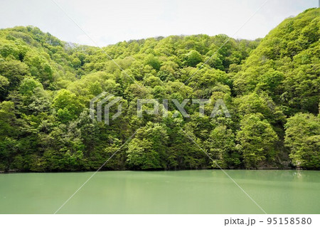 長野市鬼無里 の里に水芭蕉の群生地である奥裾花自然園が有ります。 長野市鬼無里 の里に水芭蕉の群生地である奥裾花自然園が有ります。 95158580