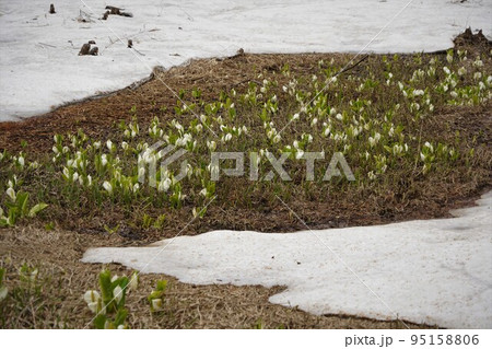 長野市鬼無里 の里に水芭蕉の群生地である奥裾花自然園が有ります。 長野市鬼無里 の里に水芭蕉の群生地である奥裾花自然園が有ります。 95158806