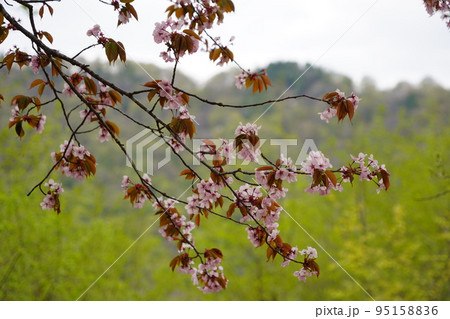 長野市鬼無里 の里に水芭蕉の群生地である奥裾花自然園が有ります。 長野市鬼無里 の里に水芭蕉の群生地である奥裾花自然園が有ります。 95158836