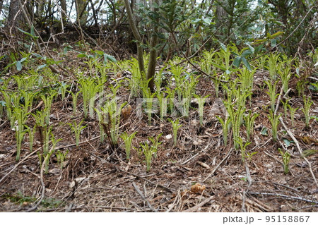 長野市鬼無里 の里に水芭蕉の群生地である奥裾花自然園が有ります。 長野市鬼無里 の里に水芭蕉の群生地である奥裾花自然園が有ります。 95158867