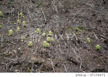 長野市鬼無里 の里に水芭蕉の群生地である奥裾花自然園が有ります。 95158871