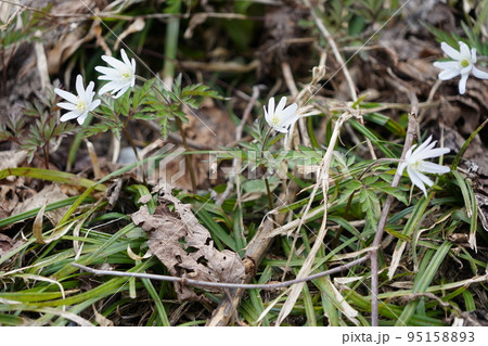 長野市鬼無里 の里に水芭蕉の群生地である奥裾花自然園が有ります。 長野市鬼無里 の里に水芭蕉の群生地である奥裾花自然園が有ります。 95158893
