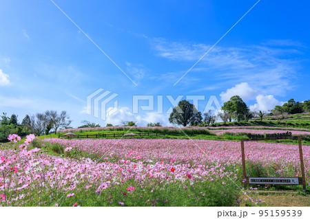 秋の上場高原　コスモス畑 95159539
