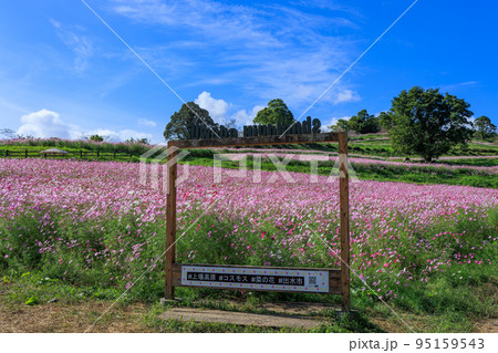 秋の上場高原 コスモス畑 秋の上場高原 コスモス畑 95159543