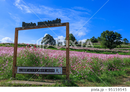 秋の上場高原　コスモス畑 95159545