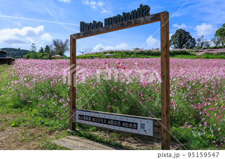 秋の上場高原　コスモス畑 95159547