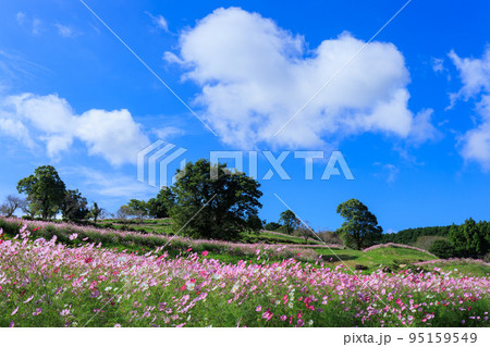 秋の上場高原　コスモス畑 95159549