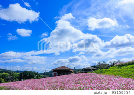 秋の上場高原　コスモス畑 95159554