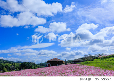 秋の上場高原　コスモス畑 95159557