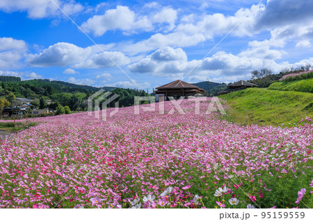 秋の上場高原　コスモス畑 95159559