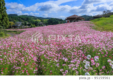 秋の上場高原　コスモス畑 95159561