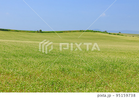 北海道美瑛_蕎麦畑の風景 北海道美瑛_蕎麦畑の風景 95159738