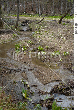 長野市鬼無里 の里に水芭蕉の群生地である奥裾花自然園が有ります。 長野市鬼無里 の里に水芭蕉の群生地である奥裾花自然園が有ります。 95159978