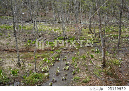 長野市鬼無里 の里に水芭蕉の群生地である奥裾花自然園が有ります。 長野市鬼無里 の里に水芭蕉の群生地である奥裾花自然園が有ります。 95159979