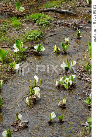 長野市鬼無里 の里に水芭蕉の群生地である奥裾花自然園が有ります。 95159981