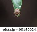 植物の葉の上で宿主を待ち構える吸血害虫マダニ 95160024