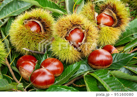 栗の実 95160080