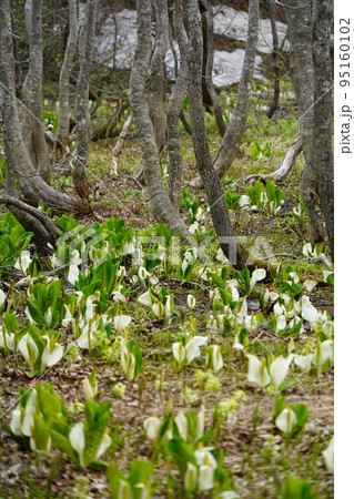 長野市鬼無里 の里に水芭蕉の群生地である奥裾花自然園が有ります。 長野市鬼無里 の里に水芭蕉の群生地である奥裾花自然園が有ります。 95160102