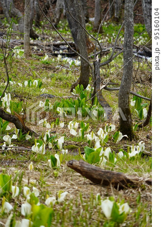 長野市鬼無里 の里に水芭蕉の群生地である奥裾花自然園が有ります。 長野市鬼無里 の里に水芭蕉の群生地である奥裾花自然園が有ります。 95160104