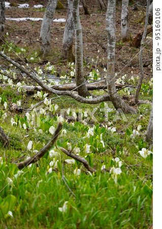 長野市鬼無里 の里に水芭蕉の群生地である奥裾花自然園が有ります。 95160106