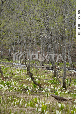 長野市鬼無里 の里に水芭蕉の群生地である奥裾花自然園が有ります。 長野市鬼無里 の里に水芭蕉の群生地である奥裾花自然園が有ります。 95160111