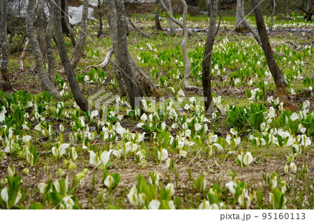 長野市鬼無里 の里に水芭蕉の群生地である奥裾花自然園が有ります。 95160113