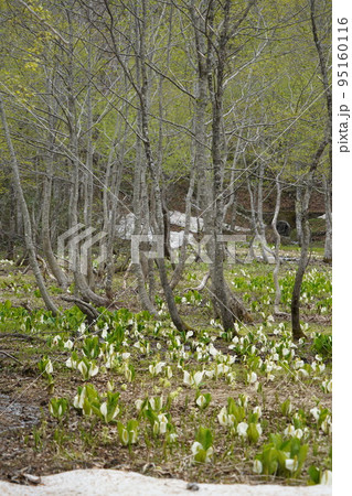 長野市鬼無里 の里に水芭蕉の群生地である奥裾花自然園が有ります。 長野市鬼無里 の里に水芭蕉の群生地である奥裾花自然園が有ります。 95160116