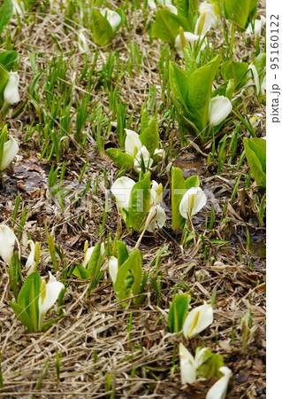 長野市鬼無里 の里に水芭蕉の群生地である奥裾花自然園が有ります。 長野市鬼無里 の里に水芭蕉の群生地である奥裾花自然園が有ります。 95160122