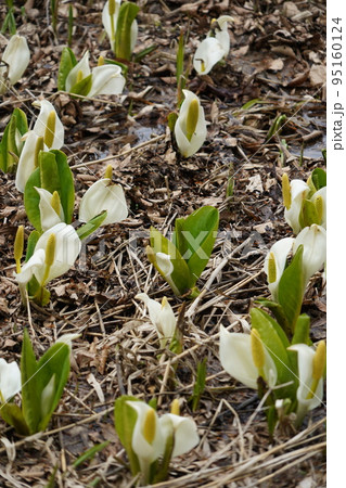 長野市鬼無里 の里に水芭蕉の群生地である奥裾花自然園が有ります。 95160124