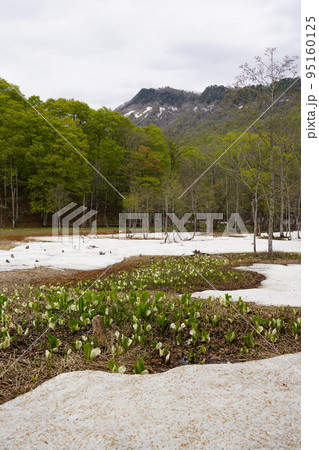 長野市鬼無里 の里に水芭蕉の群生地である奥裾花自然園が有ります。 95160125