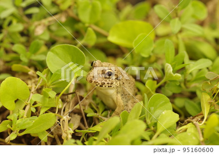 アマガエルのクローズアップ アマガエルのクローズアップ 95160600