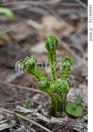 長野市鬼無里 の里に水芭蕉の群生地である奥裾花自然園が有ります。 長野市鬼無里 の里に水芭蕉の群生地である奥裾花自然園が有ります。 95160685
