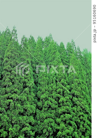 長野市鬼無里 の里に水芭蕉の群生地である奥裾花自然園が有ります。 95160690