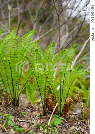 長野市鬼無里 の里に水芭蕉の群生地である奥裾花自然園が有ります。 長野市鬼無里 の里に水芭蕉の群生地である奥裾花自然園が有ります。 95160695