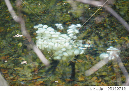 長野市鬼無里 の里に水芭蕉の群生地である奥裾花自然園が有ります。 95160716