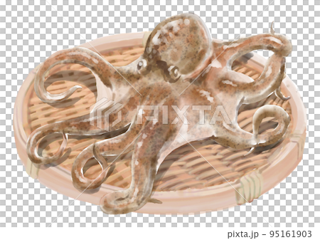 Zarumori octopus 01 Zarumori octopus 01 95161903