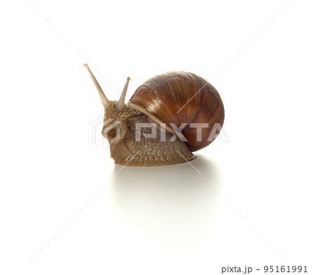 Helix pomatia.Grape snail isolated on white background. Macro shot. 95161991
