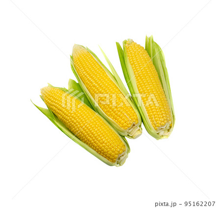Sweet Corn Ears Isolated Sweet Corn Ears Isolated 95162207