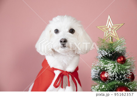 クリスマスツリーとお座りした白いマルプーのバストアップ 95162357