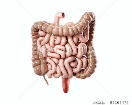 3d illustration of human intestine 95162472