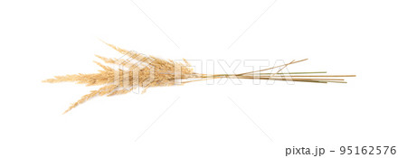 Pampas Grass Isolated, Tussock Grass Panicles 95162576