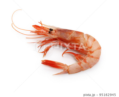 ヒカリチヒロエビ ヒカリチヒロエビ 95162945